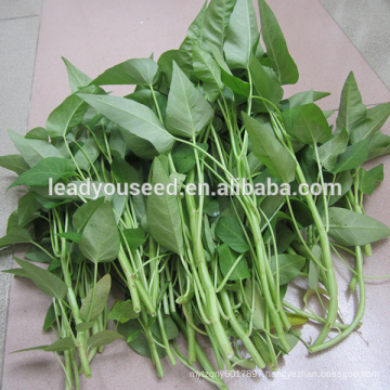 MWS01 Baijin big leaf high yield water spinach seeds for sales